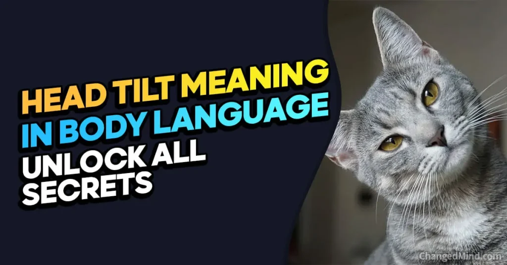 Head Tilt Meaning In Body Language Why Do Cats Tilt Their Heads When You Talk To Them