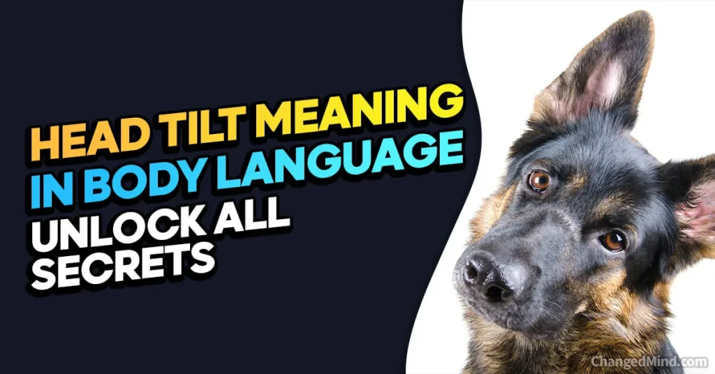 Head Tilt Meaning In Body Language Why Do Dogs Tilt Their Heads When You Speak To Them